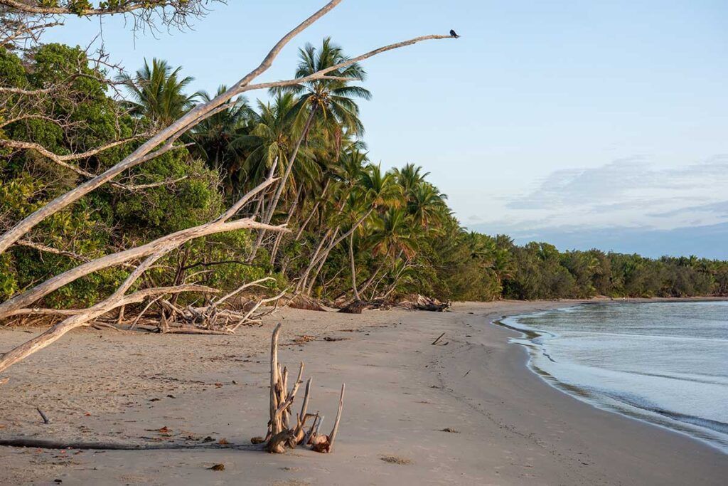 Una playa de arena con trozos de madera y ramas caídas, bordeada por densas palmeras verdes, bajo un cielo despejado.
